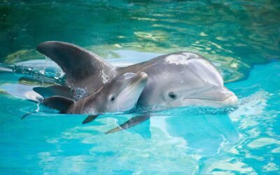 El delfín de Baco